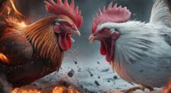 BOSSLOT138 : DAFTAR AGEN SABUNG AYAM TERBAIK BEBAS BLOKIR
