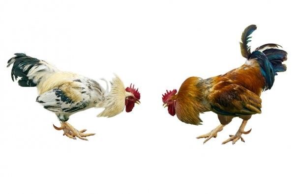 PWKSlot Sabung Ayam Online: Seni Membaca Statistik Laga untuk Taruhan Lebih Tepat