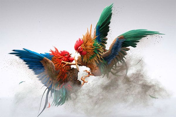 Kawal69 Situs Sabung Ayam: Live Streaming Stabil dengan Taruhan Transparan