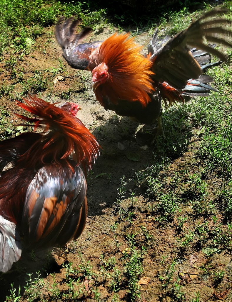 Sabung Ayam Digital: Laga Seru di Arena Virtual dengan Hadiah Besar